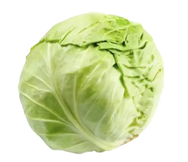 Repollo